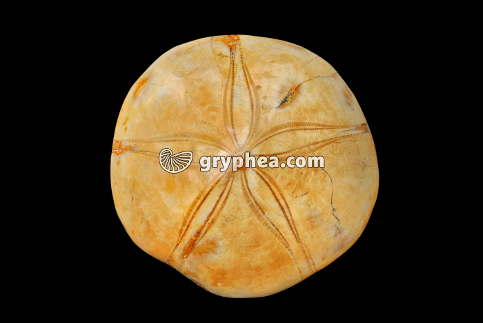 Oursin fossile - gryphea.com